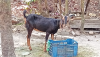 ছাগল হরিয়ানা ক্রস